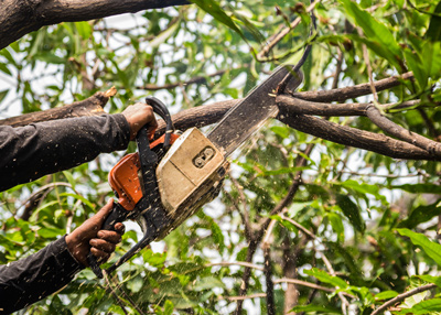 person using chainsaw to cut tree branches in a lush green environment
